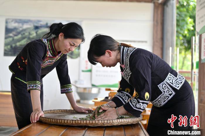 图为茶农揉捻茶叶去除多余水分。　俞靖摄