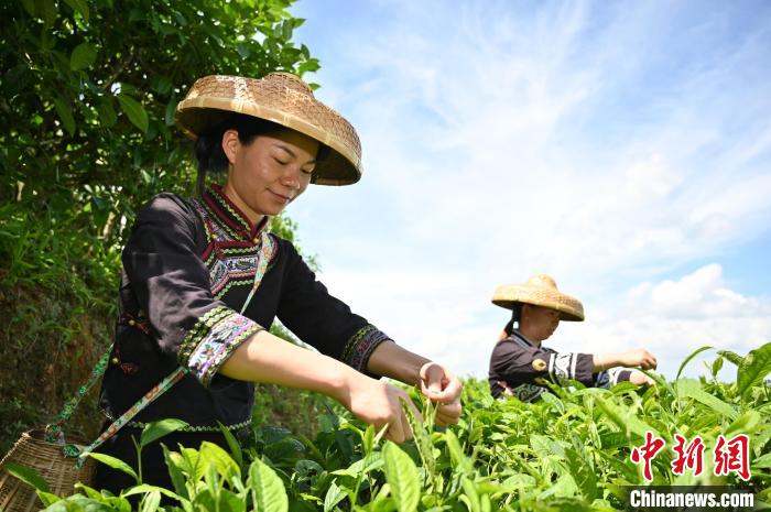 茶农采摘白毫茶。　俞靖　摄