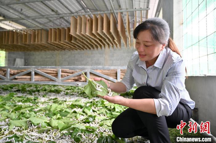 图为村民在查看蚕的进食情况。　俞靖摄