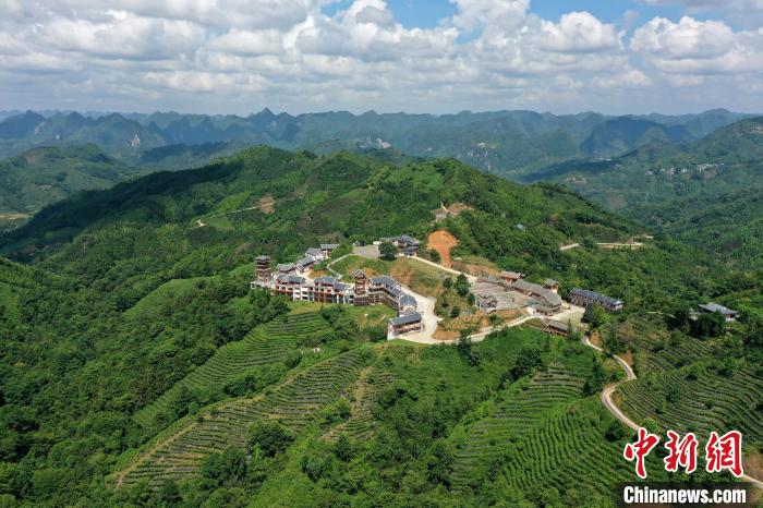 俯瞰凌云县茶山金字塔景区千亩生态白毫茶园。　俞靖摄