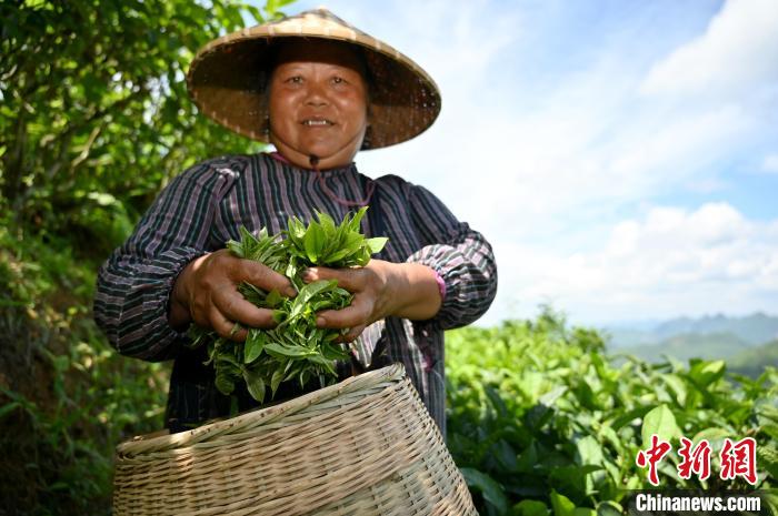 茶农展示白毫茶。　俞靖摄