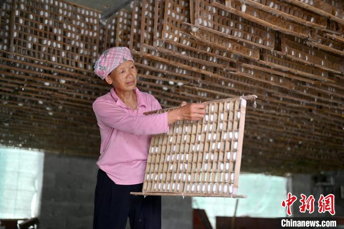 图为村民在观察蚕茧。　俞靖　摄