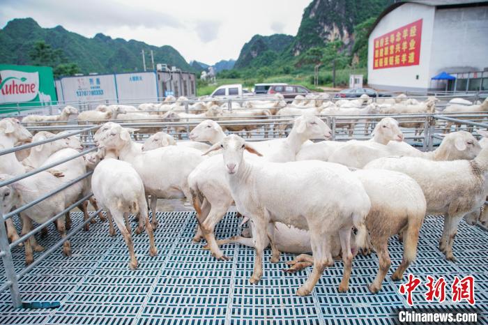 图为都安澳寒羊繁育基地。　陈冠言摄