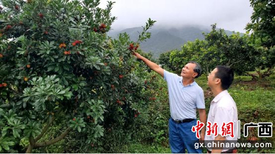 图为黄利华介绍杨梅园情况武鸣党委宣传部供图