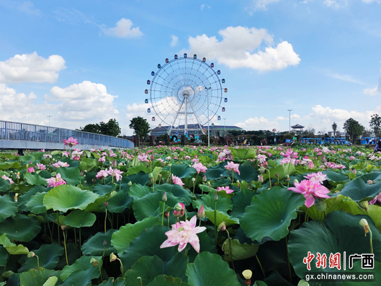 7月15日,在广西贵港市覃塘区"荷美覃塘湖美四季田园综合体"景区内