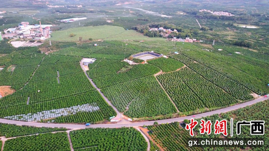 太平镇打造沃柑产业示范区武鸣区宣传部供图