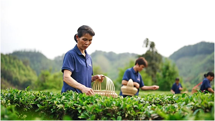 广西梧州：白石山茶厂以标准化发展激活乡村茶产业